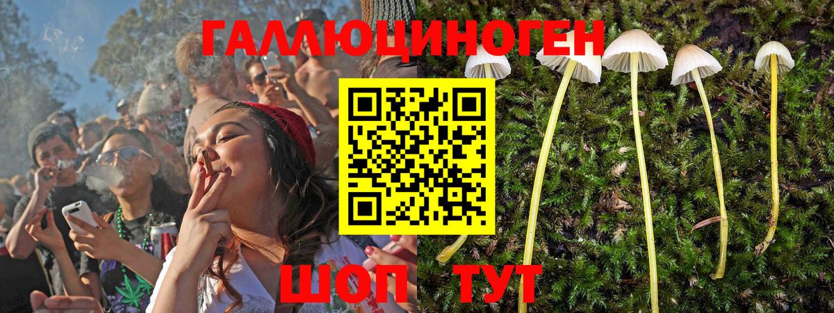 как найти закладки  Галлюциногенные грибы Psilocybine cubensis  Вход с VPN  Курчалой  Галлюциногенные грибы ЛСД 